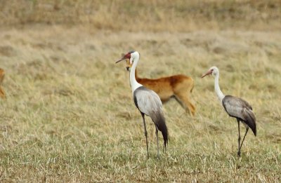 Wattled Crane