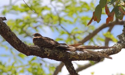 Pennant-winged Nightjar