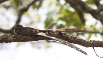 Pennant-winged Nightjar