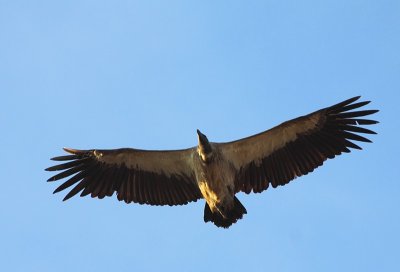 White-backed Vulture