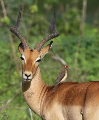 Red-billed Oxpecker