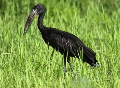 African Openbill