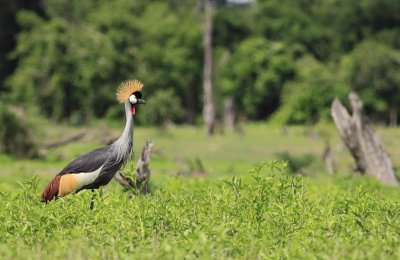 Grey Crowned Crane