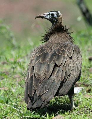 Hooded Vulture