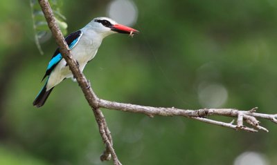 Woodland Kingfisher