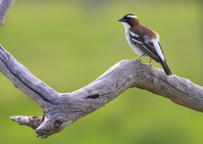 White-browed Sparrow-weaver