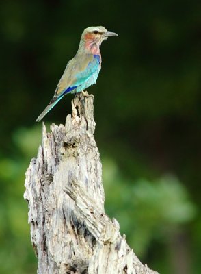 Lilac-breasted Roller