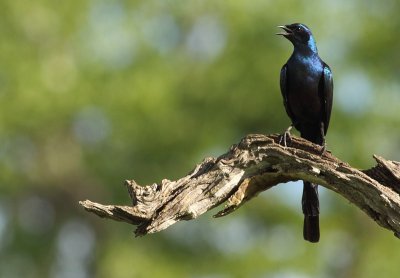 Meves's Starling