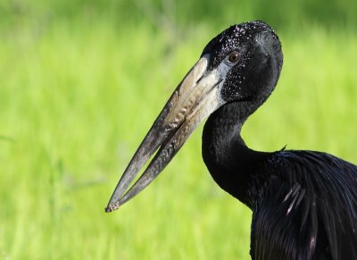 African Openbill