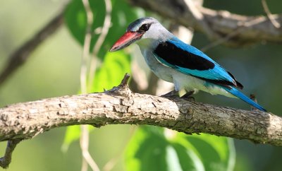 Woodland Kingfisher