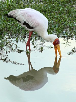 Yellow-billed Stork