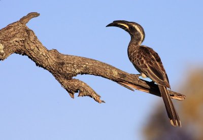 Grey Hornbill