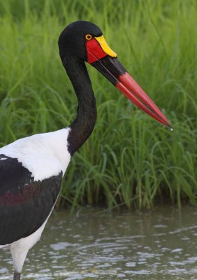 Saddle-billed Stork