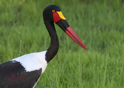 Saddle-billed Stork