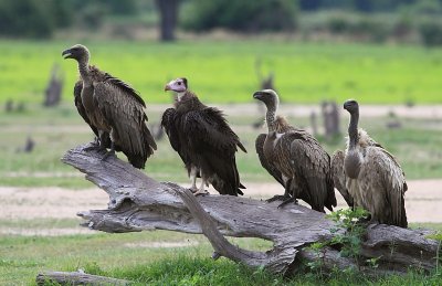 White-backed Vulture