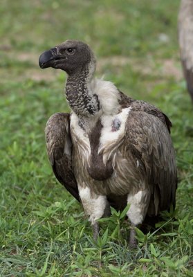 White-backed Vulture