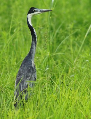 Black-headed Heron