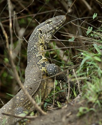 Monitor Lizard