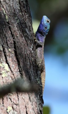 Southern Tree Agama