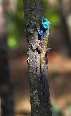 Southern Tree Agama