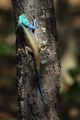 Southern Tree Agama