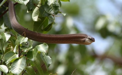 Boomslang