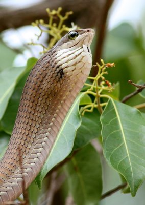 Boomslang