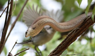 Boomslang