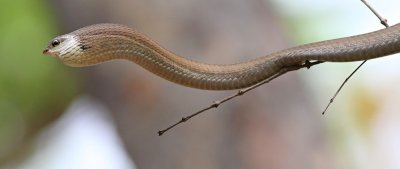 Boomslang