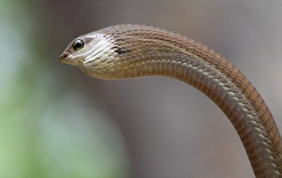 Boomslang