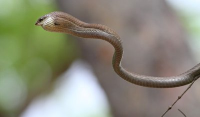 Boomslang