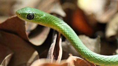 Angola Green Snake
