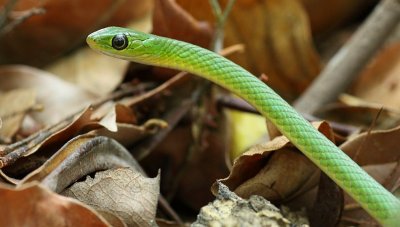 Angola Green Snake