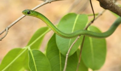 Angola Green Snake