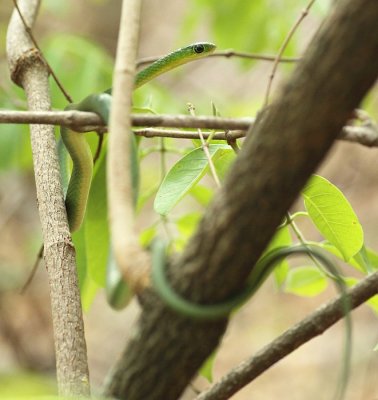 Angola Green Snake