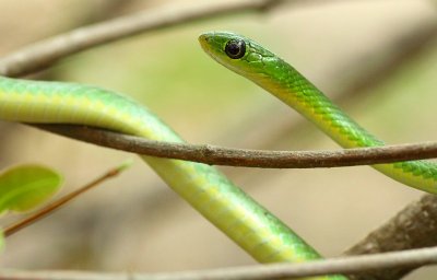 Angola Green Snake