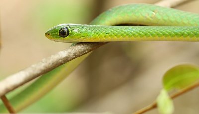 Angola Green Snake