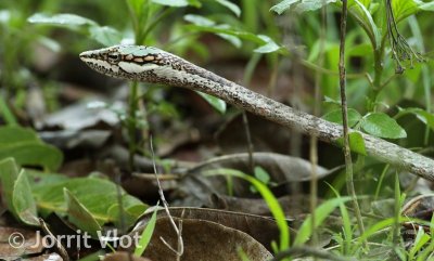 Vine Snake
