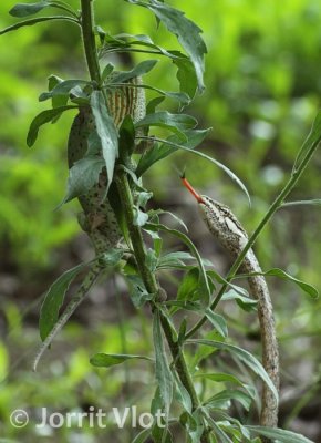 Vine Snake