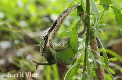 Vine Snake