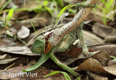Vine Snake