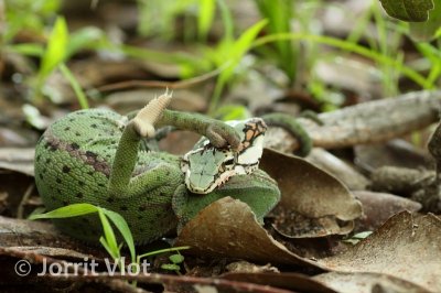 Vine Snake