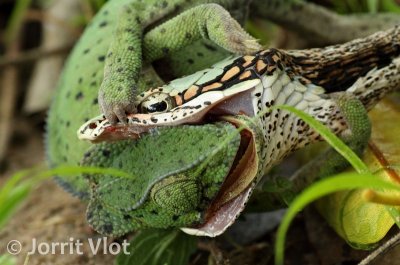 Vine Snake