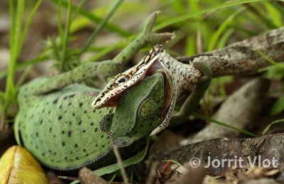 Vine Snake