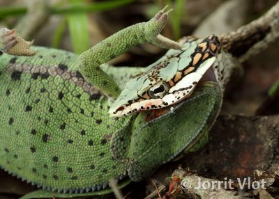 Vine Snake
