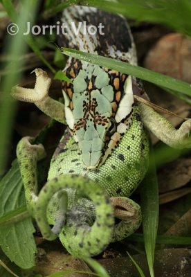 Vine Snake