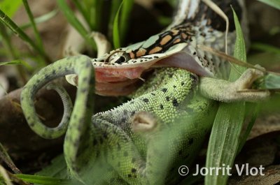 Vine Snake