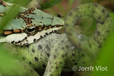Vine Snake