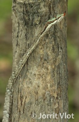 Vine Snake