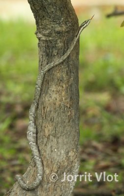 Reptiles & Amphibians of Zambia
